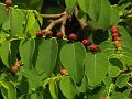 Mountain Coffee Bush